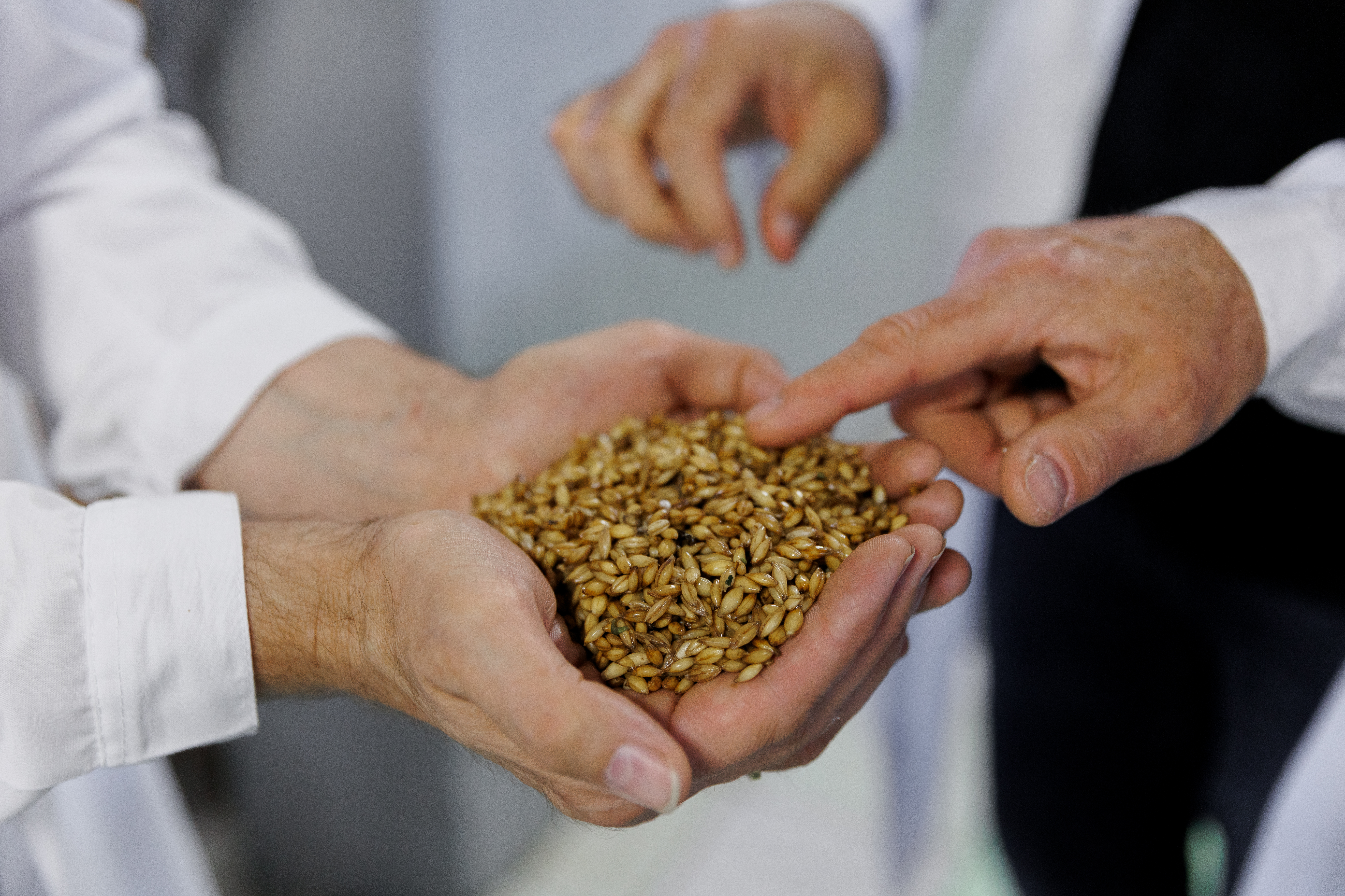 Солодовни винокурни «Кемля»