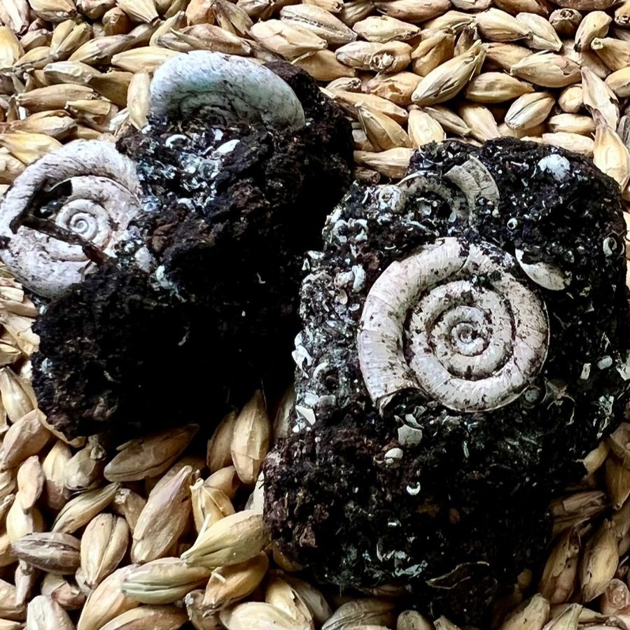 Российскому торфяному виски быть!